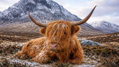 3-Day Scotland Tour | 24 - 26 October